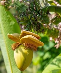 It can provide valuable shade, if planted strategically. Musa Basjoo Japanese Banana
