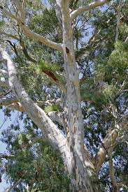 Image result for Eucalyptus camaldulensis