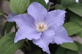 Sie gedeihen auch im kübel oder auf der terrasse. Clematis Angelique