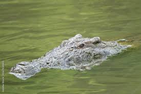 American Crocodile hunting in shallow ...