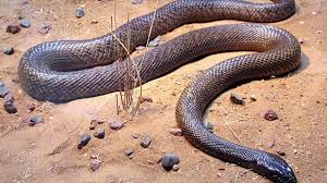 Check spelling or type a new query. Les 10 Animaux Les Plus Dangereux Qui Vivent Vraiment En France Youtube