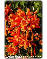 Also check out the video i did for lonicera reticulata. Pyrostegia Venusta Flame Vine Orange Trumpet Vine Flora Toskana