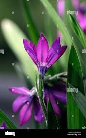 Image result for Babiana