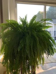 Ferns vary in their growing condition needs. Natural Home Decor Ideas Bring The Outside In Gravel Road Living
