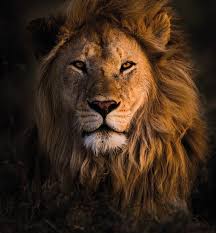 It is one of the most iconic, revered – and feared -mammals in the world –  with a powerful roar that can be heard for miles | Discover Wildlife