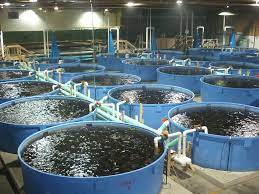 Starting And Managing A Profitable Catfish Farming Business In Nigeria |  Business Post Nigeria