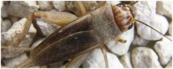 Hire the best landscaping companies in queen creek, az on homeadvisor. Professional Cricket Exterminator 1 In Az Watts Pest Prevention