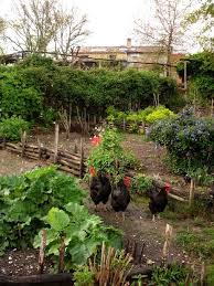 A Chicken Garden Chicken Garden Chickens Chickens Backyard