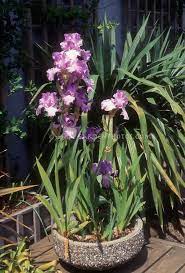 Bearded Irises In Cement Pot Planter Container Garden On Deck Planting Flowers Stone Planters Small Urban Garden