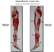 We did not find results for: Human Anatomy Physiology 1