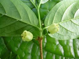 Image result for Rytigynia monantha