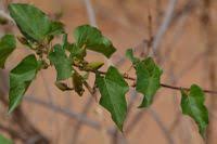 Image result for Ipomoea shirambensis