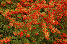 Image result for Pyrenacantha kirkii