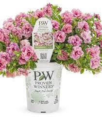 We did not find results for: Ed Sobkowich Greenhouses Ltd Products 2020 Proven Winners Proven Winners Flowers Proven Winners Proven Winners Perennials