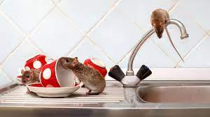 Lo peligroso de las ratas