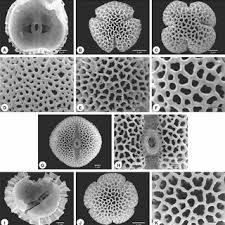 Image result for Kohautia caespitosa