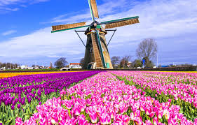 Municipality in south holland, the netherlands. Wallpaper Field Mill Tulips Netherlands Colorful Keukenhof Lisse Images For Desktop Section Pejzazhi Download