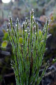 Image result for Stemodiopsis