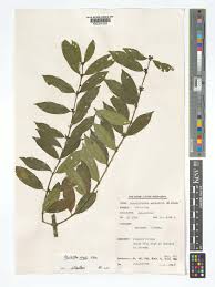 Image result for Pauridiantha dewevrei