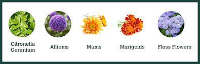 Mosquitoes are a serious nuisance; Plants That Repel Mosquitoes