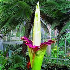 Co znaczy i jak powiedzieć dziwidło olbrzymie po angielsku? Dziwidlo Amorphophallus Roslina Bulwa Cena Uprawa E Ogrody Rosliny Doniczkowe