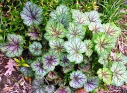 Image result for heuchera americana