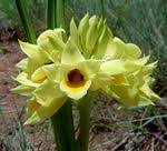 Image result for Orthochilus eustachyus