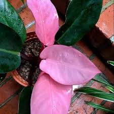 Buah, sayur, pohon, herbal / toga, tanaman hias, dlsb murah bisa pesan ecer! Harga Bibit Tanaman Hias Terbaik Taman Perlengkapan Rumah Juli 2021 Shopee Indonesia