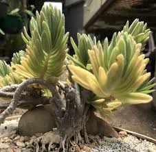 Image result for Plectranthus guruensis