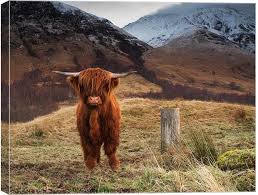 Check spelling or type a new query. Baby Highland Cow Canvas Print By Keith Thorburn