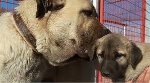 Kangal Kopegi Ozel Irk Olarak Kabul Gordu