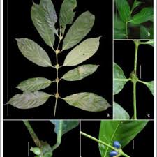 Image result for Lasianthus kilimandscharicus