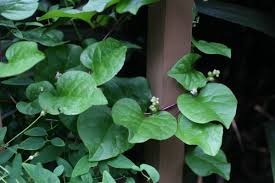 Image result for Basellaceae