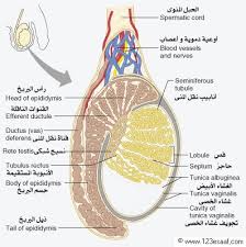 دوالي الخصية عند الرجال الأسباب والعلاج ثقف نفسك