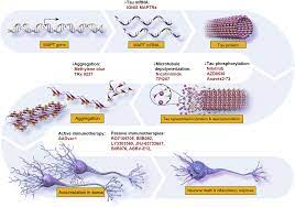The safety and tolerability of aducanumab was the primary aim of the study. Https Alz Journals Onlinelibrary Wiley Com Doi Pdf 10 1016 J Trci 2018 03 009