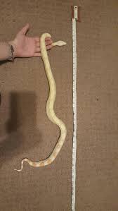 People Experienced With Boas What Size Prey Item Should