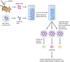 polyclonal and monoclonal antibody production microbiology