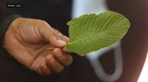 May 24, 2021 · a selection of specialty grade kratom from direct farms. Dkewstqd6orrdm