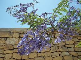 Maybe you would like to learn more about one of these? Alberi Fioriti Per Giardino Quali Sono I Migliori Codiferro Master Gardener