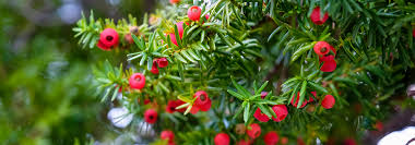 Fertilizer puts badly needed nutrients back into the soil, but it. The Best Hedge Plants For Florida