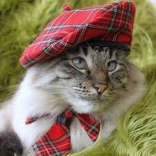 Types Of Scottish Hats Glengarry Bonnet Hats Hats