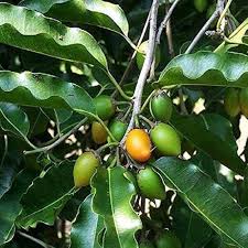 Image result for Manilkara koechlinii