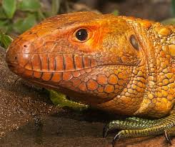 Maybe you would like to learn more about one of these? Reptiles Misunderstood Animals Wildlife Leadership Academy
