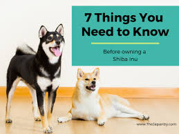 What questions should you ask a breeder? 7 Things You Need To Know Before Owning A Shiba Inu The Japantry