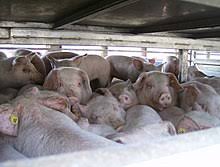 Yearling lamb — a young sheep between 12 and 24 months old, so another term for a hogget. Animal Slaughter Wikipedia