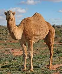.or the long necked camel. Why Do Camels Have Long Necks Quora