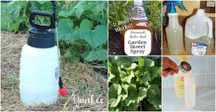 …that can be used throughout the growing season even if you don't yet have a problem my favorite natural homemade fruit tree spray is the one suggested by horticulturist and organic gardener howard garrett. 10 Homemade Insecticides That Keep Your Garden Pest Free Naturally Diy Crafts