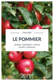 Epingle Sur Verger Fruitiers Et Petits Fruits Rouges