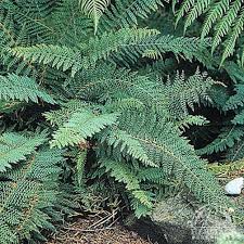 Image result for Polystichum sinense