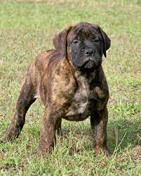 Tank is a great boy, everyone falls in love with him and wants his puppies. Blue Bullmastiff Puppies Picture Dog Breeders Guide